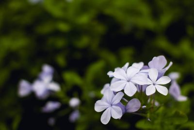 Close-up of white flowers blooming outdoors