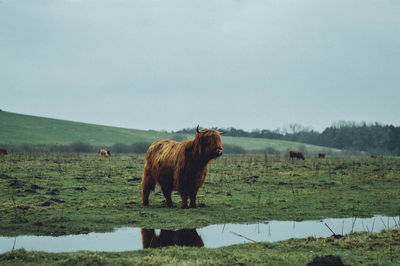 Highland cattle standing on field