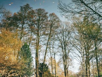 Low angle view of trees