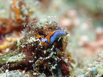 Close-up of nudibranch underwater