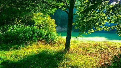 Trees growing in pond