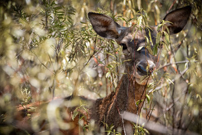 Portrait of deer in a forest