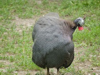 View of duck on field