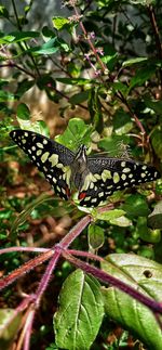 Close-up of butterfly pollinating flower