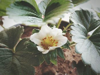 Close-up of flowers blooming outdoors