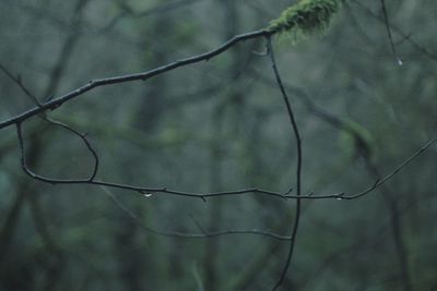 Close-up of twigs