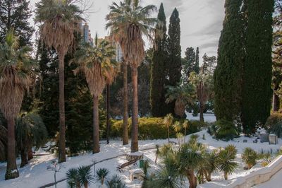 Panoramic shot of palm trees against sky