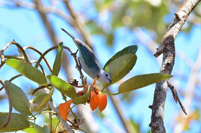 Low angle view of bird perching on tree