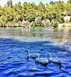 Swans swimming in lake against sky
