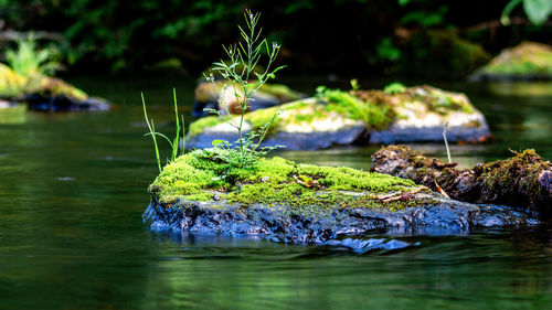 Plants growing on rock by lake