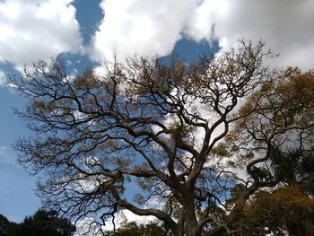 Low angle view of tree against sky