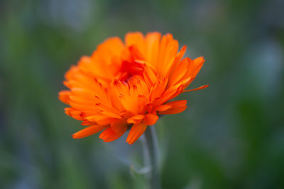 Close-up of orange flower