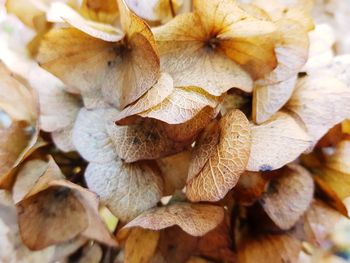 Full frame shot of dry leaves