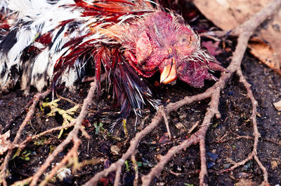 High angle view of a bird on land
