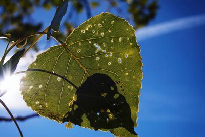 Close-up of green leaf against blue sky
