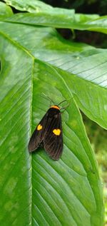 Butterfly on leaf