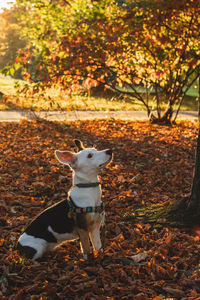 Dog looking away on tree during autumn