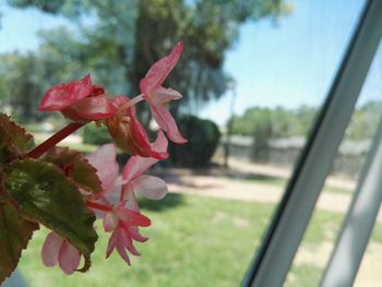 Close-up of red flowers