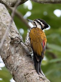 Close-up of bird perching on tree