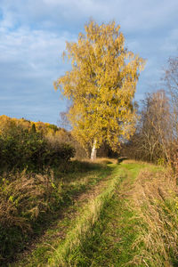 Trees growing on field against sky during autumn