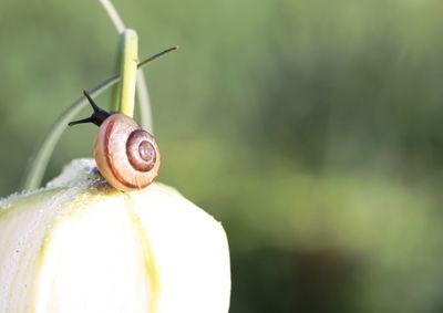 Close-up of snail on plant