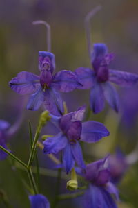 Close-up of purple flowers blooming