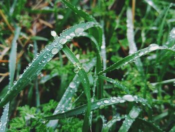 Close-up of water drops on grass