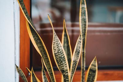 Close-up of potted plant