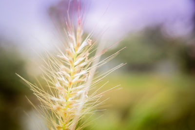 Close-up of wheat growing on field