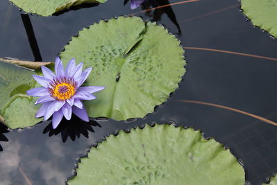 Close-up of water lily