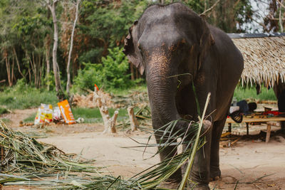 Elephant in a forest