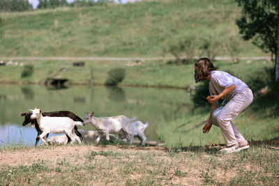 Girl feeds and plays with goats on a farm