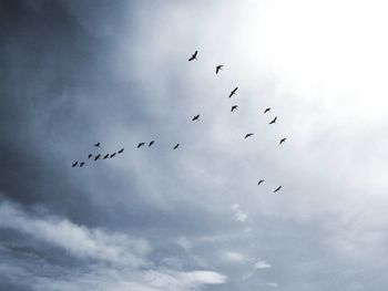 Low angle view of birds flying in sky