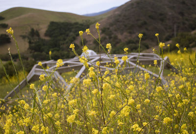 Yellow flowers growing on field