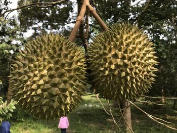 Close-up of fruit growing on field