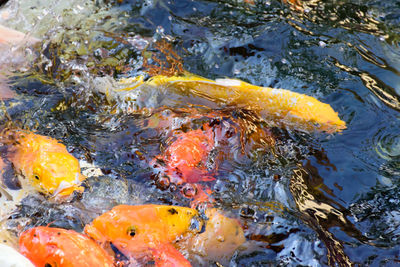 High angle view of koi carps swimming in lake