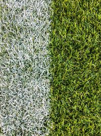 High angle view of plants growing on field