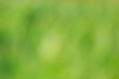 Defocused image of green plant