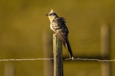 Close-up of bird perching on wooden post