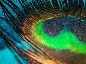 Full frame shot of peacock