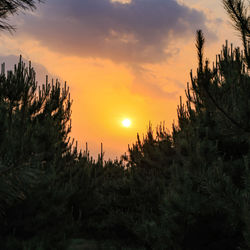 Silhouette trees against sky during sunset