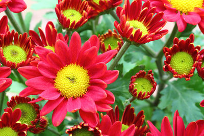 Close-up of red daisy flowers