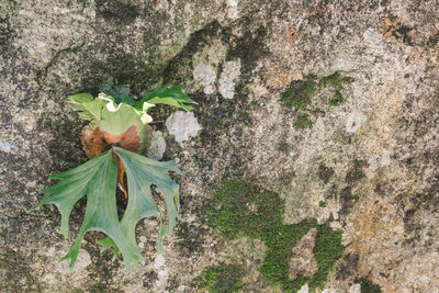 Plants growing on rock