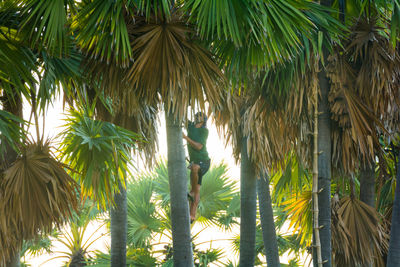 Low angle view of coconut palm trees