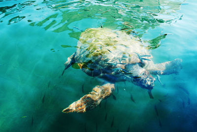 High angle view of turtle in sea