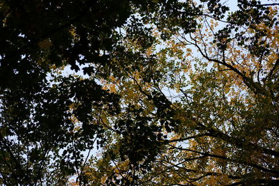 Low angle view of trees against sky