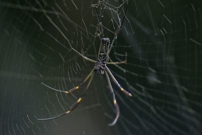 Close-up of spider web