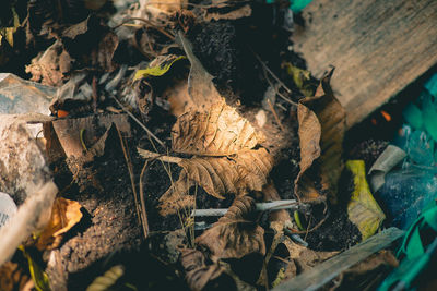 Close-up of dried leaves on wood