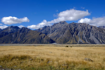 Sheep farm new zealand and mountain background.