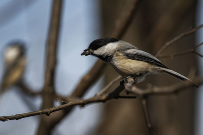 A black-capped chickadee with a sunflower seed in its mouth. poecile atricapillus